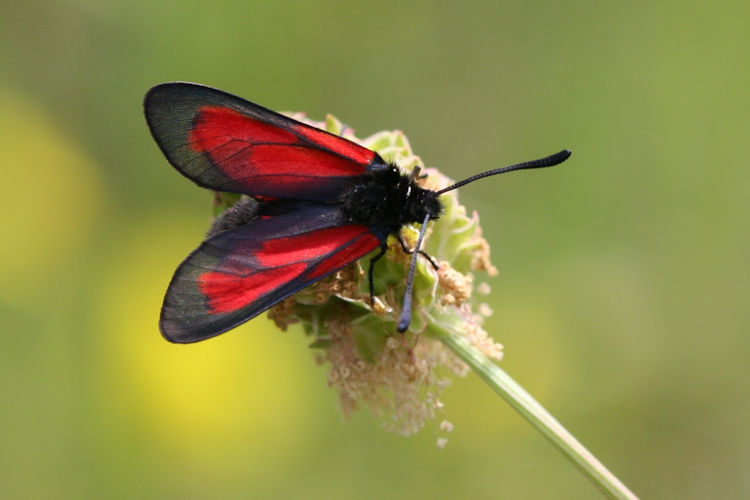 Zygaena purpuralis: Bild 8