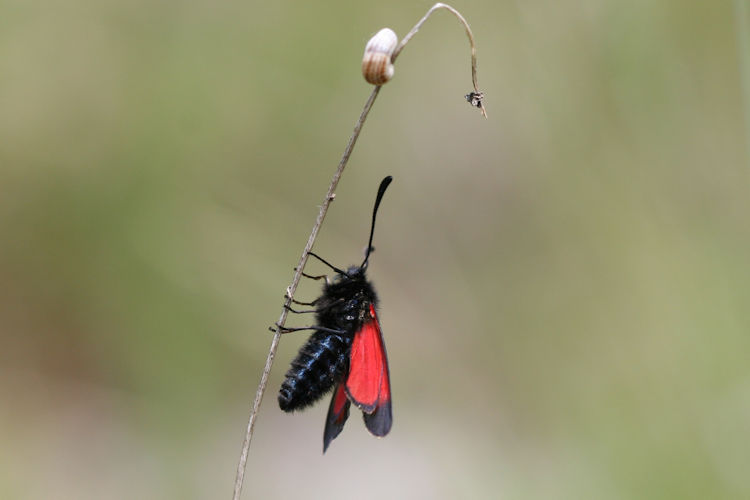 Zygaena purpuralis: Bild 9