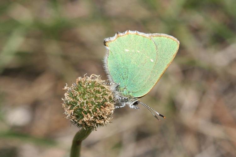 Callophrys rubi: Bild 11