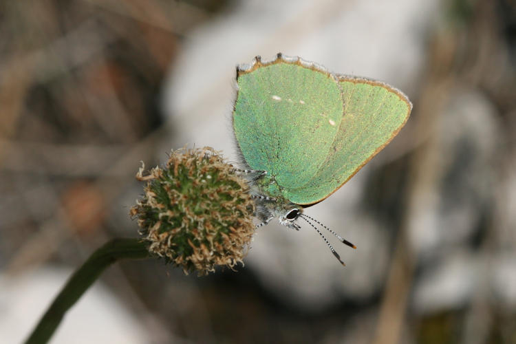 Callophrys rubi: Bild 10