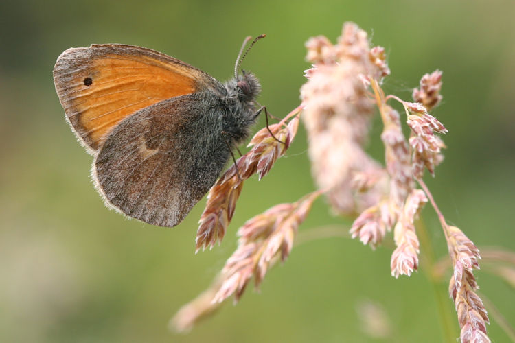 Coenonympha pamphilus: Bild 15