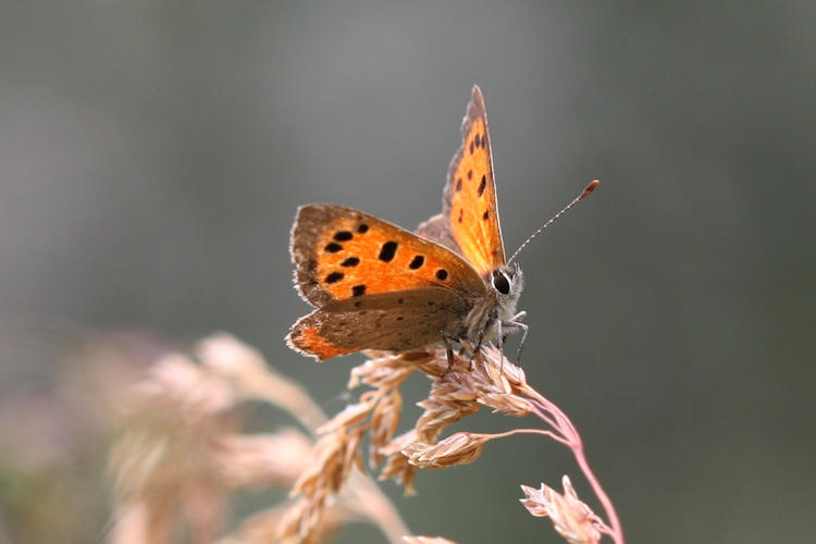 Lycaena phlaeas: Bild 30