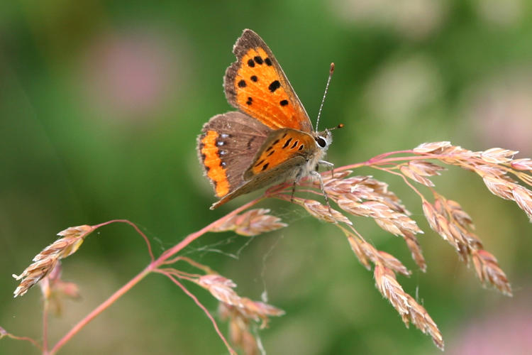 Lycaena phlaeas: Bild 12