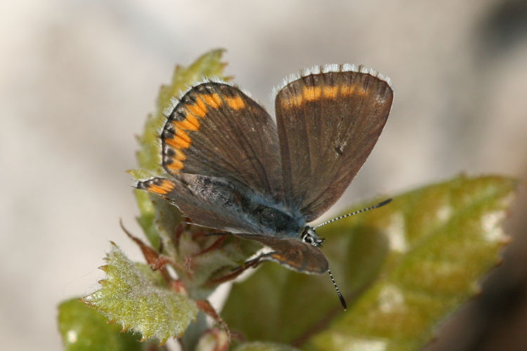 Lysandra bellargus: Bild 15