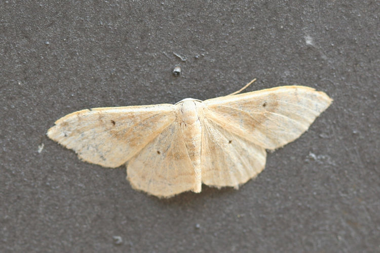 Idaea degeneraria: Bild 8