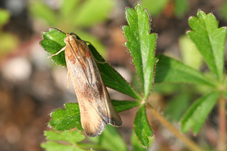 Pterothrixidia rufella: Bild 2