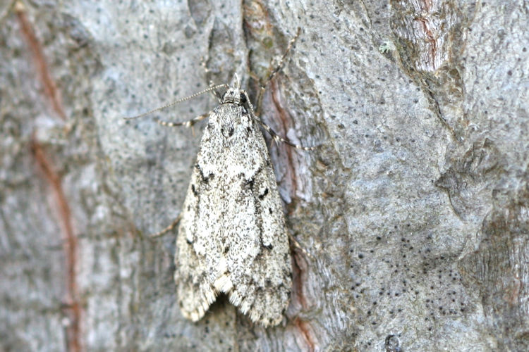 Diurnea fagella: Bild 3