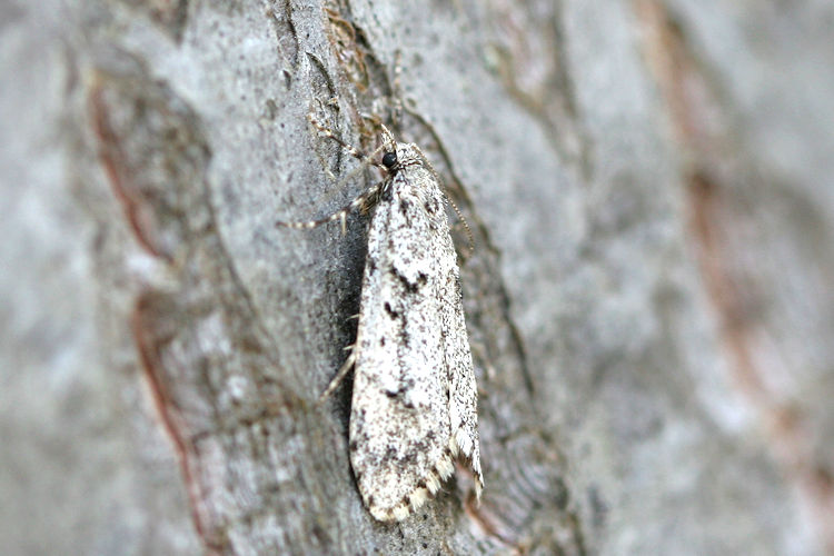 Diurnea fagella: Bild 4