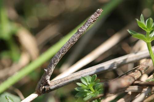 Angerona prunaria: Bild 77