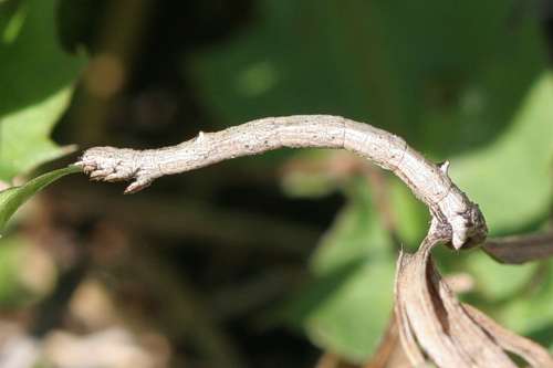 Angerona prunaria: Bild 78