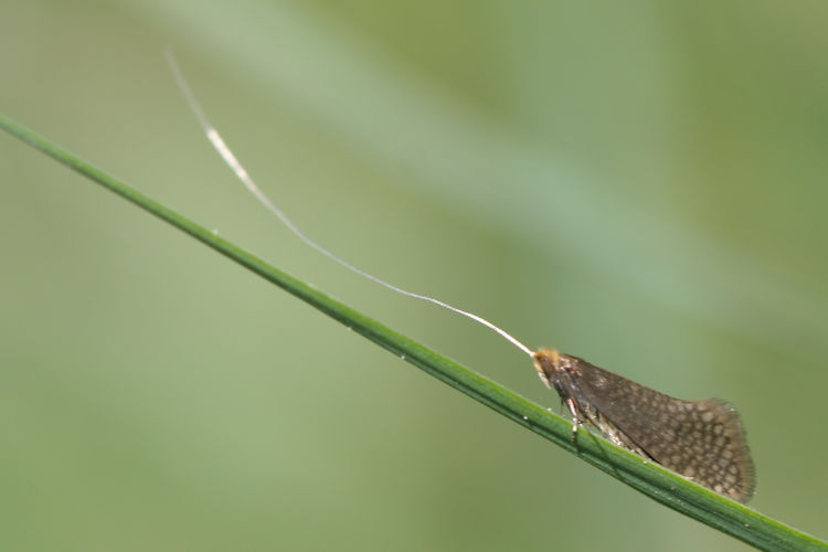 Nematopogon adansoniella: Bild 4