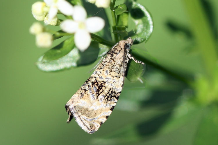 Celypha lacunana: Bild 3