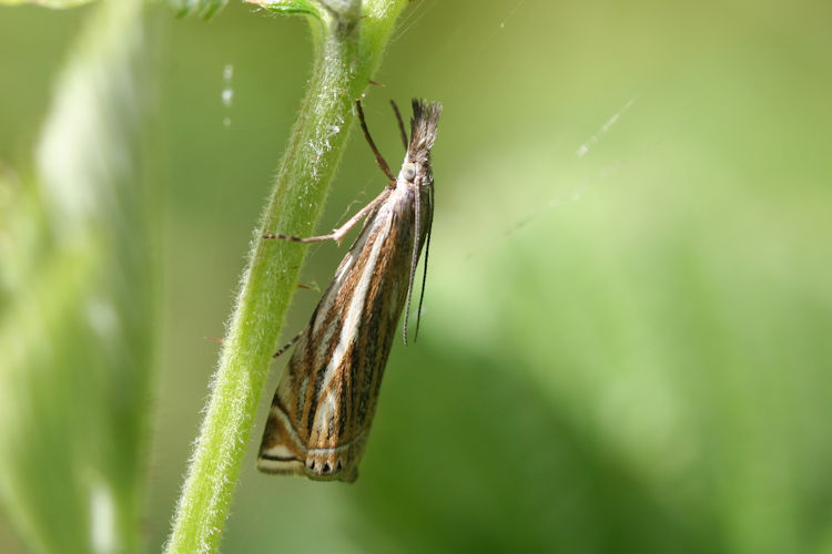 Crambus lathoniellus: Bild 4