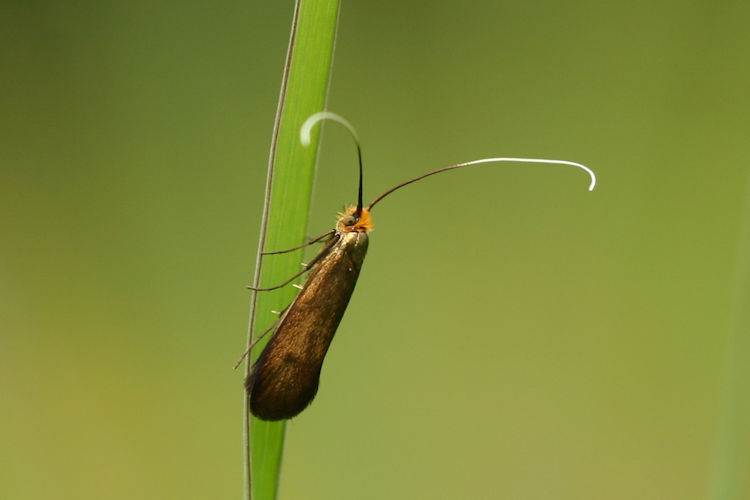 Nemophora metallica: Bild 9