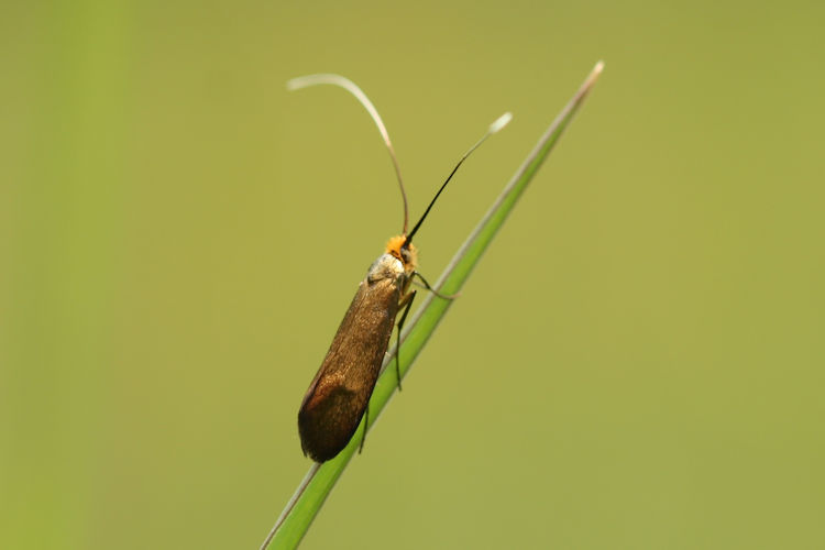 Nemophora metallica: Bild 10