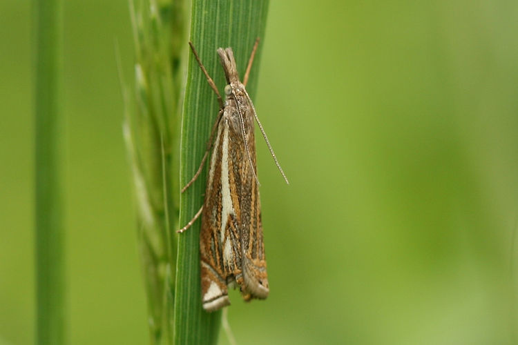 Crambus lathoniellus: Bild 5