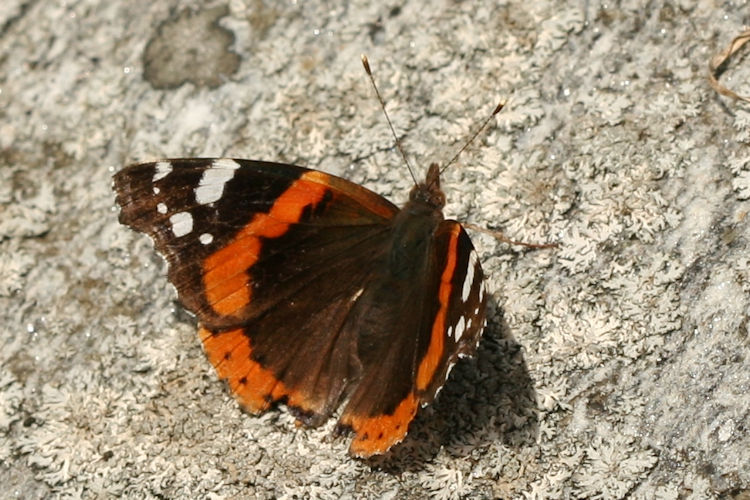 Vanessa atalanta: Bild 3