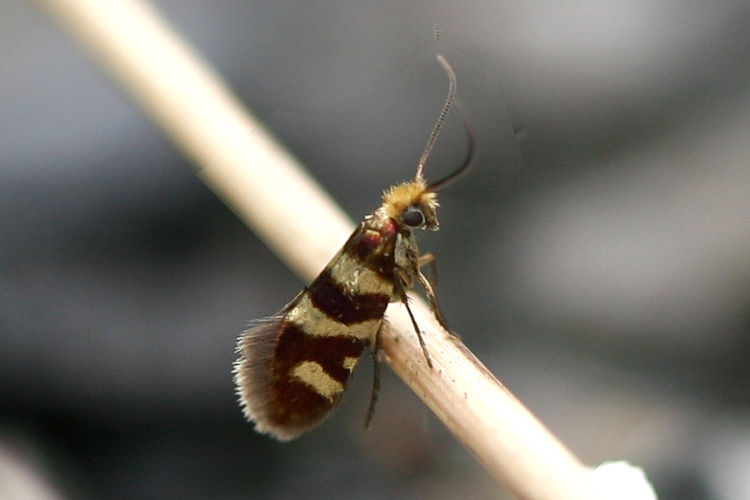 Micropteryx allionella: Bild 3