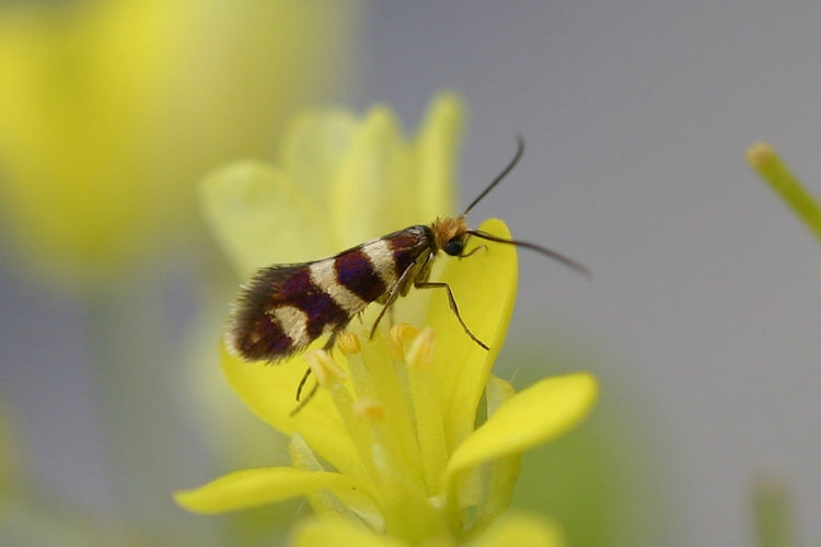 Micropteryx allionella: Bild 4