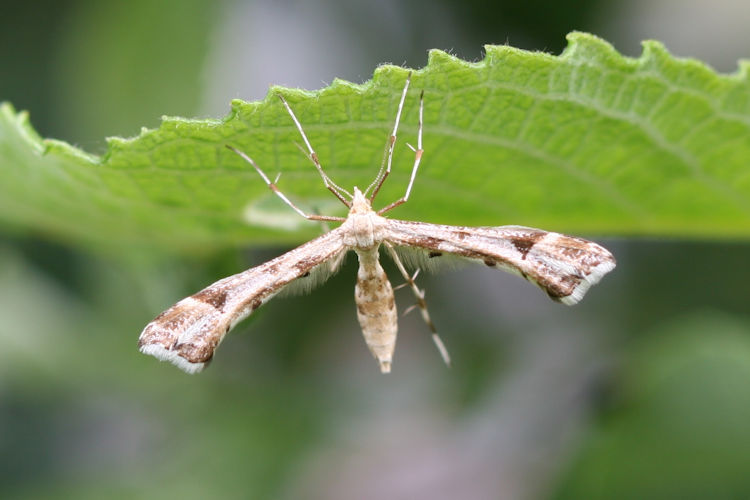 Platyptilia gonodactyla: Bild 1