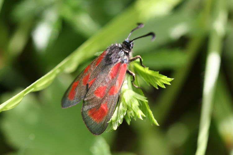 Zygaena loti: Bild 1