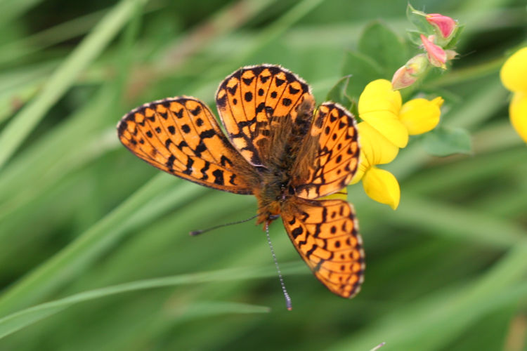 Boloria euphrosyne: Bild 2