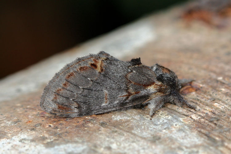 Notodonta dromedarius: Bild 1