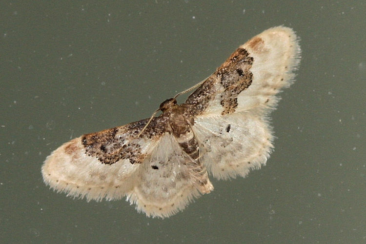 Idaea rusticata: Bild 8