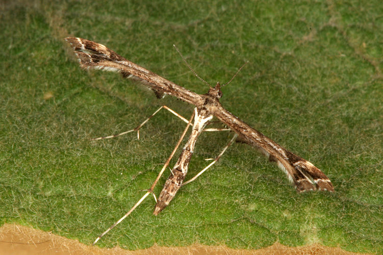 Amblyptilia acanthadactyla: Bild 2