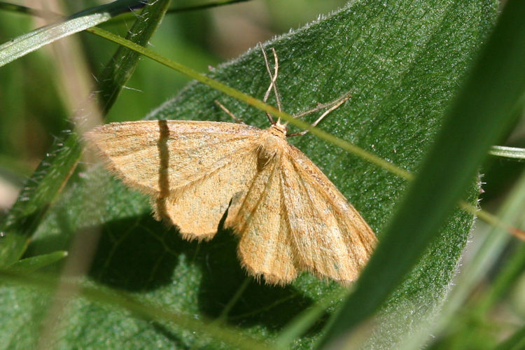 Idaea serpentata: Bild 7