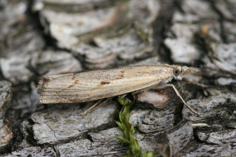 Agriphila geniculea: Bild 1