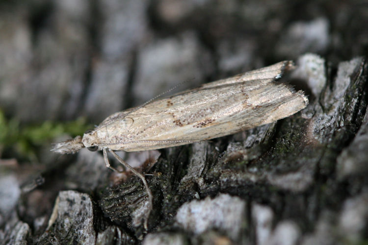 Agriphila geniculea: Bild 2