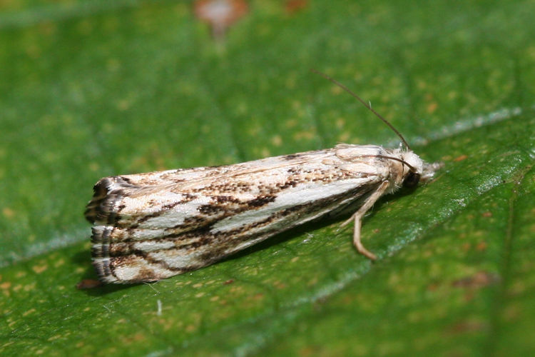 Catoptria falsella: Bild 1