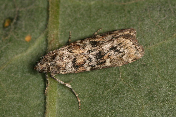 Dioryctria abietella: Bild 3