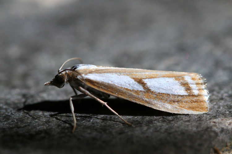 Catoptria permutatellus / myella: Bild 1