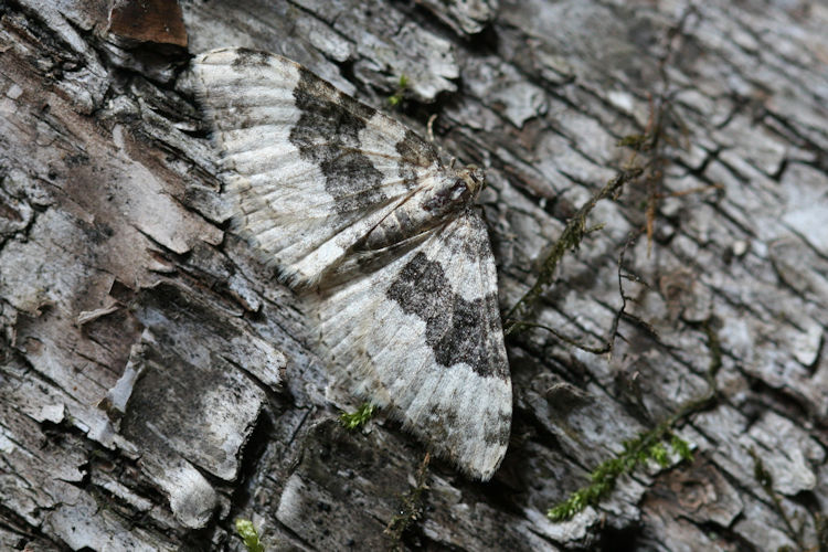 Epirrhoe galiata: Bild 4