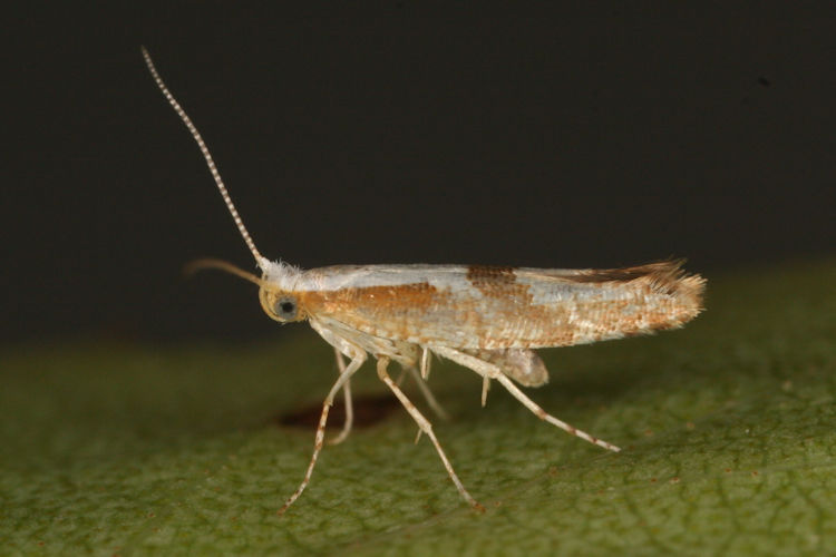 Argyresthia pruniella: Bild 7