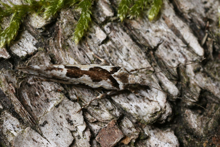 Ypsolopha sequella: Bild 5