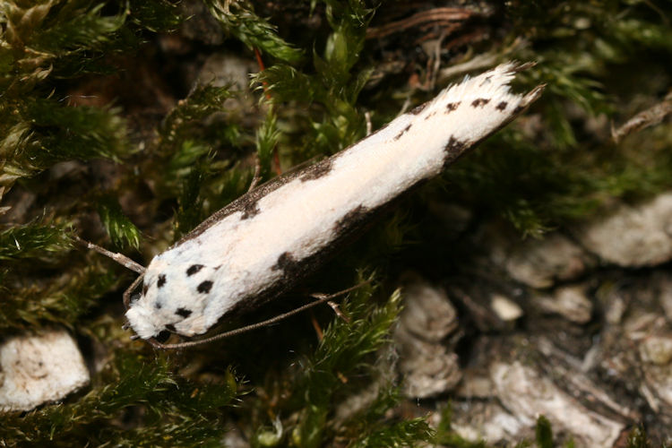 Ethmia bipunctella: Bild 5