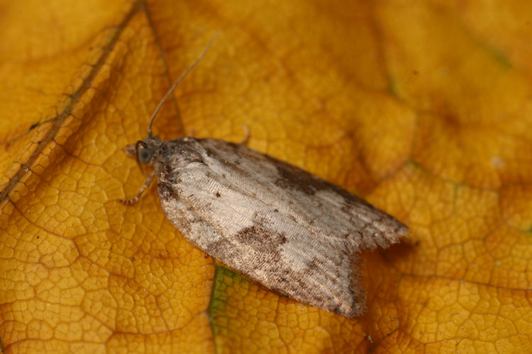 Acleris schalleriana: Bild 1