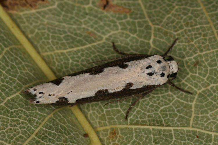 Ethmia bipunctella: Bild 6