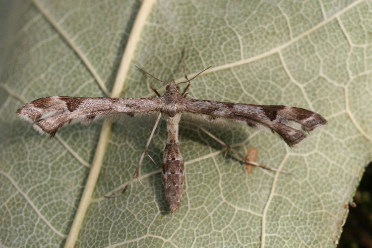 Platyptilia gonodactyla: Bild 3