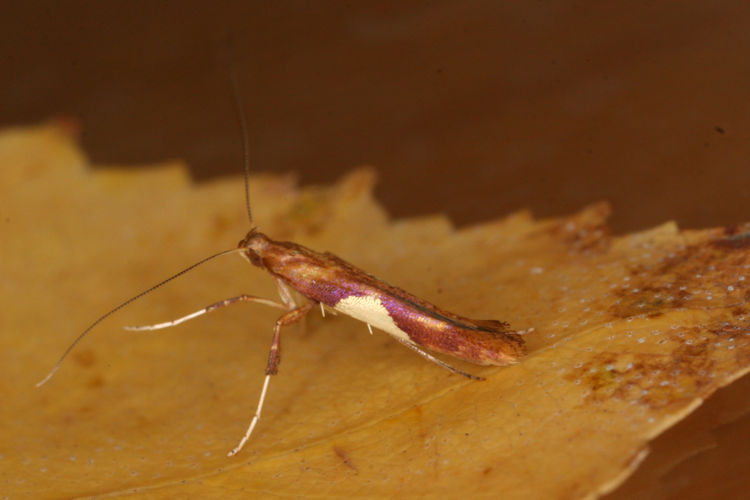 Caloptilia alchimiella: Bild 1