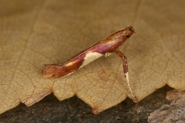 Caloptilia alchimiella: Bild 3