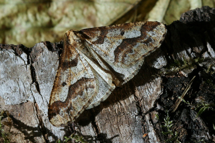 Erannis defoliaria: Bild 8