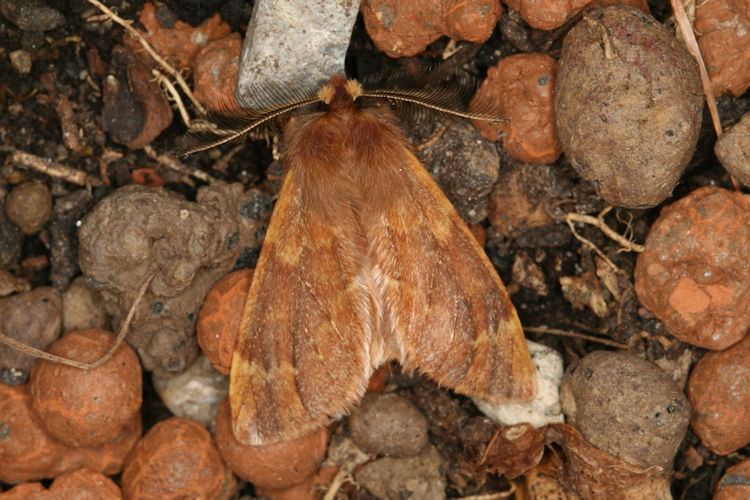 Ptilophora plumigera: Bild 4