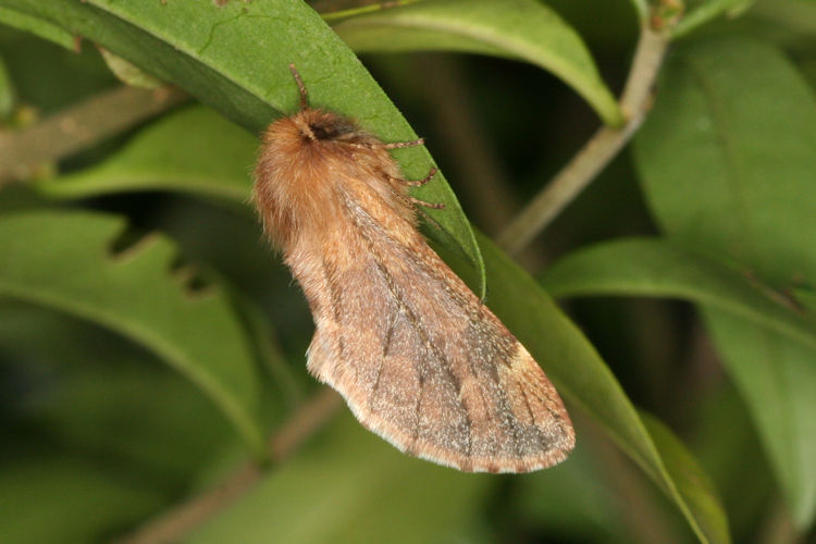 Ptilophora plumigera: Bild 9