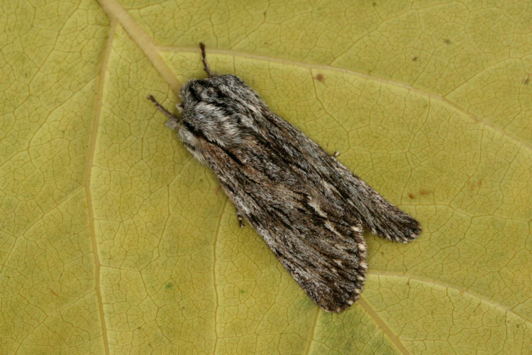 Asteroscopus sphinx: Bild 2