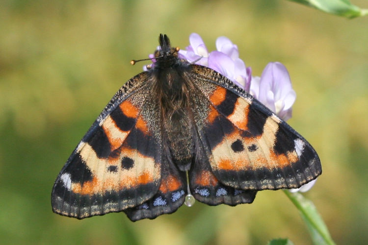 Aglais ladakensis: Bild 7