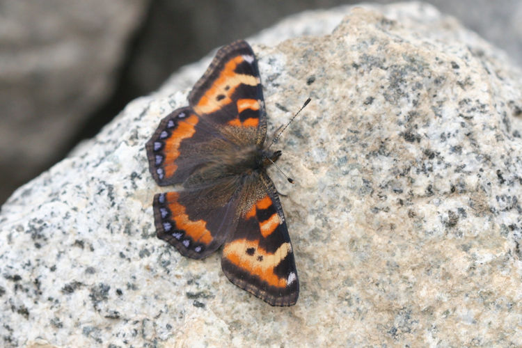 Aglais ladakensis: Bild 9